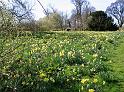 Daffodils at Knowes
